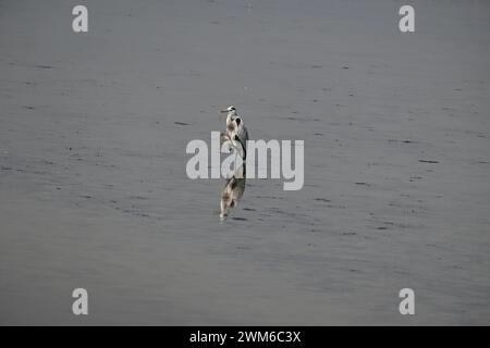 Un héron gris est vu debout dans les eaux peu profondes d'un lac de zone humide Banque D'Images