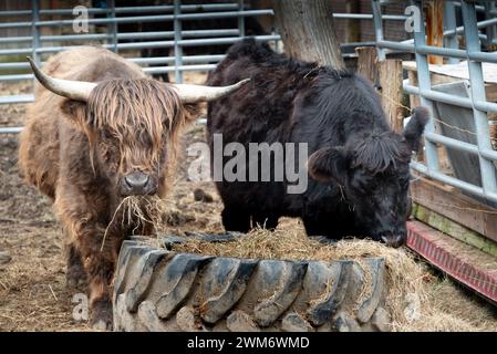 Vache Higland et taureau sur un ranch se nourrissant d'herbe Banque D'Images