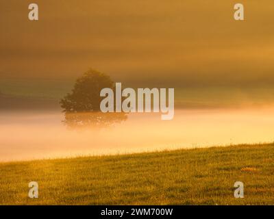 Un arbre solitaire se dresse enveloppé dans la brume sur une paisible prairie suédoise, baigné dans la chaude lumière dorée du petit matin. Le brouillard crée un atmo onirique Banque D'Images