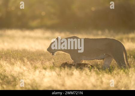 Lion dans le parc national d'Amboseli, Kenya, 4 juin 2023. (CTK photo/Ondrej Zaruba) Banque D'Images