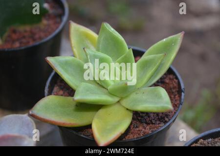 Les plantes succulentes ont une forme miniature. Les feuilles épaisses contiennent beaucoup d'eau. Cette plante est généralement plantée dans de petits pots pour être utilisée comme ornement Banque D'Images