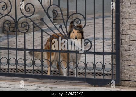 Curieux Lassie, race de chien collie rugueux à la porte forgée. gardien vigilant. Race pure , race domestique. Enfin à la maison. Banque D'Images