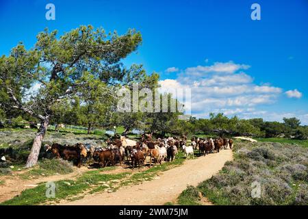 Troupeau de chèvres brunes et blanches sur un chemin de terre dans une forêt de pins ouverte à Chypre par une journée ensoleillée Banque D'Images