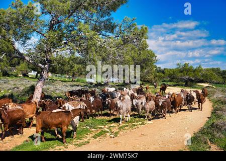 Troupeau de chèvres brunes et blanches sur un chemin de terre dans une forêt de pins ouverte à Chypre par une journée ensoleillée Banque D'Images