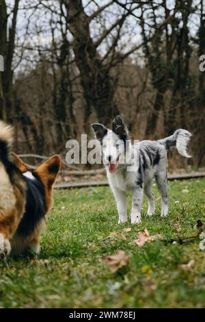 Gris merle Blue-eyed border collie chiot se dresse avec corgi gallois Pembroke tricolore. Deux chiens se sont rencontrés lors d'une promenade dans le parc. Animaux de compagnie sympathiques à l'extérieur Banque D'Images