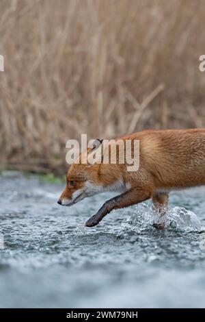 Renard rouge ( Vulpes vulpes ) traversant un petit ruisseau, marchant dans l'eau courante, la faune, l'Europe. Banque D'Images