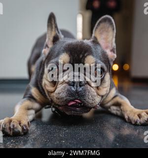 Un bouledogue français ludique pose pour une photographie. Banque D'Images