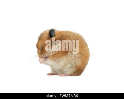 Hamster syrien isolé sur fond blanc est assis enroulé dans une boule. Banque D'Images