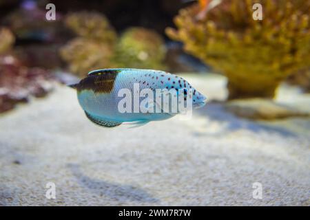 Coris de clown (coris aygula), également connu sous le nom de wrasse de clown, faux clownwrasse, wrasse à tête bosse, poisson-arc-en-ciel à taches rouges Banque D'Images