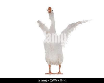 oie blanche avec ailes déployées isolé sur fond blanc Banque D'Images