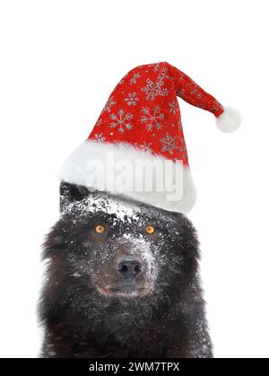 portrait d'hiver loup noir canadien en chapeau de père noël isolé sur fond blanc Banque D'Images