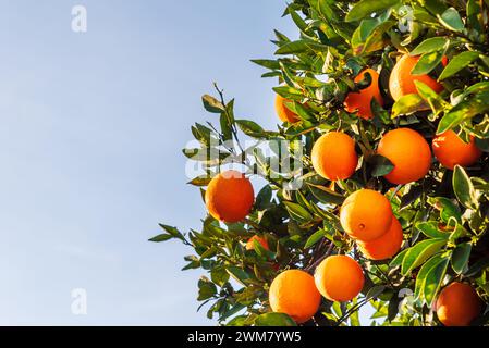 Oranger avec de nombreuses feuilles et oranges mûres prêtes à cueillir, gros plan. Banque D'Images