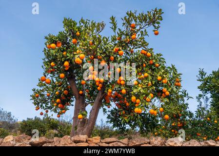 Oranger plein d'oranges mûres prêtes à être récoltées. Banque D'Images