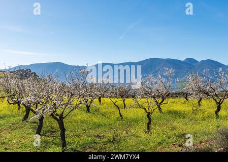 Amandiers en fleurs, paysage coloré d'amandiers avec leurs fleurs blanches. Banque D'Images