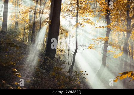 Rayons de lumière à travers la brume dans la forêt d'automne. Lumière blanche traversant la fumée. Banque D'Images