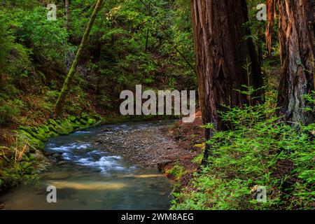 Imposants peuplements de séquoias près de Redwood Creek dans le sombre et magnifique Muir Woods National Monument à l'extérieur de San Francisco, Californie Banque D'Images