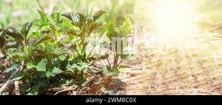 Jeune ortie verte fraîche prête à être récoltée par herboriste en forêt en défrichement illuminée par le soleil au printemps. Le concept d'herbes utiles pour co Banque D'Images