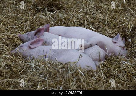 Paris, France. 24 février 2024. Le 60ème salon international de l'agriculture ouvre ses portes du 24 février au 3 mars 2024 à Paris, France. Crédit : Bernard Menigault/Alamy Live News Banque D'Images