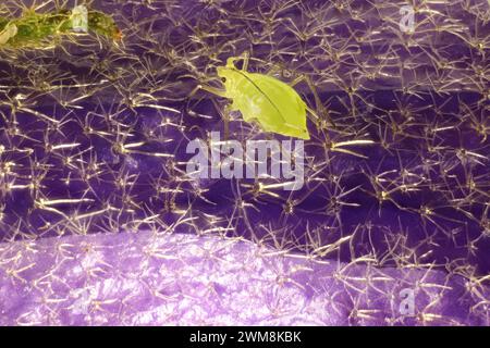 Gros plan du puceron (Aphidoidea) sur l'hibiscus indigène, Australie méridionale Banque D'Images