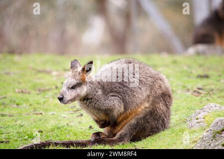 Le wallaby des marais est en fourrure brun foncé, souvent avec des taches rouillées plus légères sur le ventre, la poitrine et la base des oreilles. Banque D'Images