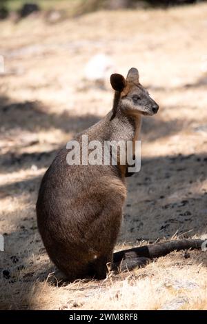 Le wallaby des marais est en fourrure brun foncé, souvent avec des taches rouillées plus légères sur le ventre, la poitrine et la base des oreilles. Banque D'Images