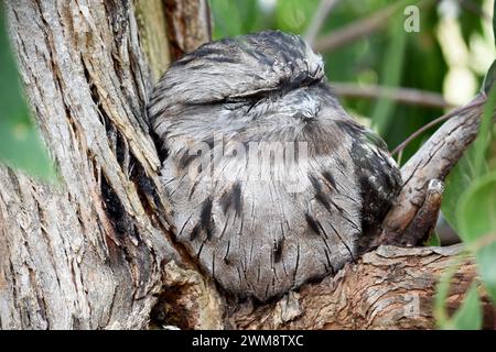 la mouche-mouche fauve a un gris tacheté, blanc, noir et roux – les motifs de plumes les aident à imiter les branches d'arbres mortes. Banque D'Images