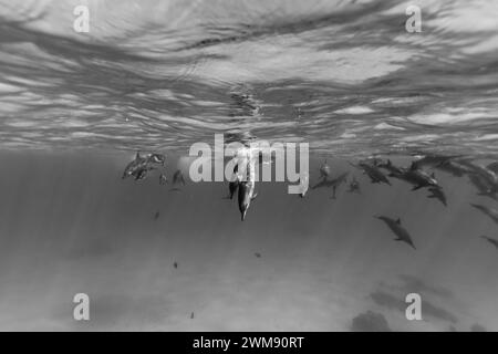 Les dauphins intelligents et ludiques de la Red Sea Stenella longirostris nagent dans des eaux tropicales bleues claires Banque D'Images