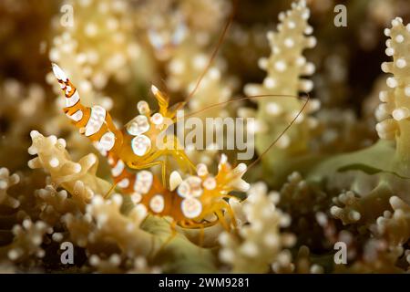 Gros plan macro de crevettes Arlequin, hymenocera picta, sur l'anémone de mer Banque D'Images