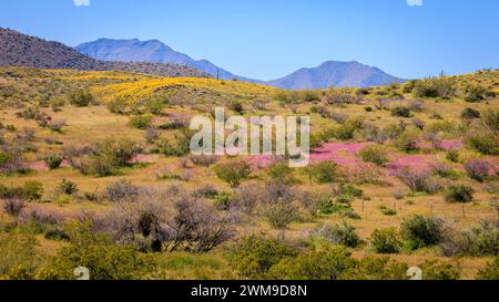 Le désert de Sonora est tapissé de fleurs sauvages colorées le long de Bush Highway pendant la super floraison de l'Arizona en 2023. Banque D'Images