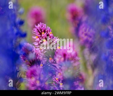 Fleurs de trèfle de hibou encadrées par un lupin flou. Super Bloom 2023. Banque D'Images