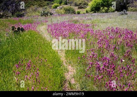 Un morceau de trèfle rose vif de Owl poussant le long du sentier South Fork Deer Creek dans les montagnes Mazatzal près de Payson, Arizona. Banque D'Images