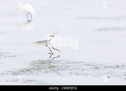 Aigrette enneigée débarquant dans l'eau Banque D'Images