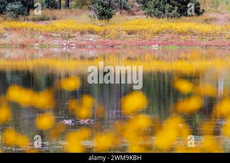Des fleurs jaunes de la fin de l'été ornent le lac Woodland à Pinetop-Lakeside, en Arizona. Banque D'Images