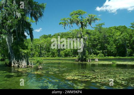 Big Bend Scenic Byway - Edward Ball Wakulla Springs Banque D'Images