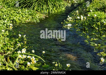 Un petit ruisseau d'eau cristalline complètement recouvert de végétation avec de petites fleurs de balca avec des étamines jaunes Banque D'Images