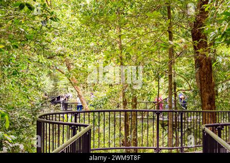 Un sentier de promenade surélevé, accessible aux personnes à mobilité réduite et adapté aux fauteuils roulants à travers la forêt tropicale de Mossman gorge dans le parc national de Daintree, Queensland Banque D'Images