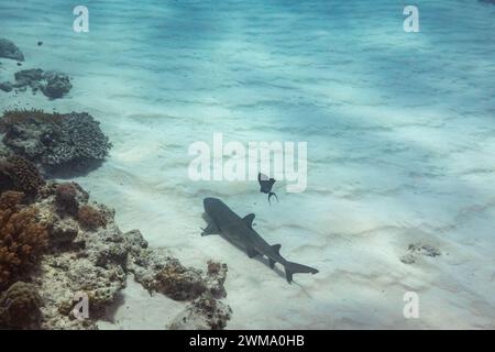 Petit requin de récif dort sur le sable blanc près du bord d'un récif corallien Banque D'Images