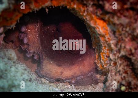 Oeil de rouge poulpe rouge du Pacifique est, poulpe rubescens, pairs hors du trou caché dans le récif corallien tropical Banque D'Images