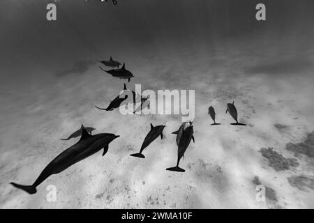 Les dauphins intelligents et ludiques de la Red Sea Stenella longirostris nagent dans des eaux tropicales bleues claires Banque D'Images