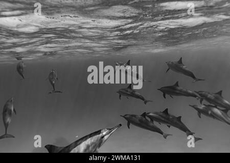 Les dauphins intelligents et ludiques de la Red Sea Stenella longirostris nagent dans des eaux tropicales bleues claires Banque D'Images