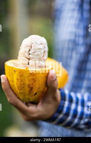 Femme agriculteur tenant un fruit de cacao mûr avec des haricots à l'intérieur. Banque D'Images