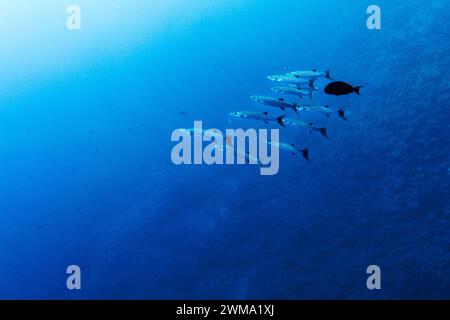 École de barracuda rayé nage de poissons ont passé le récif corallien dans les eaux bleues profondes Banque D'Images