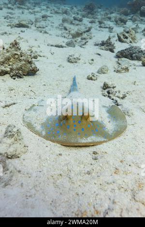 Le lymma Taeniura lymma à queue de côtes bleues du Pacifique s'enterre et se cache dans le sable blanc d'un récif tropical Banque D'Images