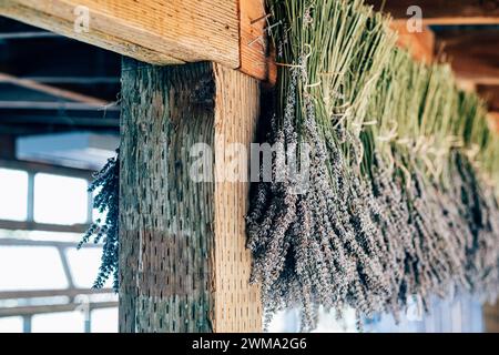 Lavande organique suspendue à sécher à des fins d'aromathérapie dans une grange vintage rustique dans le comté de Sonoma en Californie. Photo de haute qualité Banque D'Images