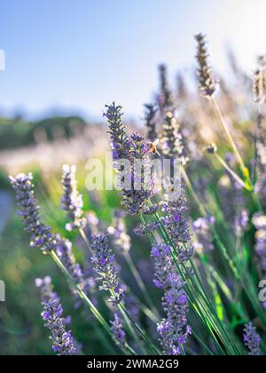 Abeilles domestiques planant sur la lavande organique en fin d'après-midi soleil incandescent avec éruption solaire. Photo de haute qualité Banque D'Images