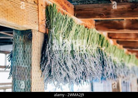 Lavande organique suspendue à sécher à des fins d'aromathérapie dans une grange vintage rustique dans le comté de Sonoma en Californie. Photo de haute qualité Banque D'Images