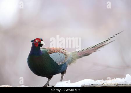 Le faisan vert (Phasianus versicolor), également connu sous le nom de faisan vert japonais, est un oiseau omnivore originaire de l'archipel japonais, au whi Banque D'Images