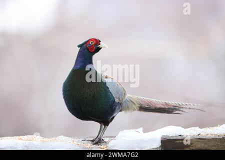 Le faisan vert (Phasianus versicolor), également connu sous le nom de faisan vert japonais, est un oiseau omnivore originaire de l'archipel japonais, au whi Banque D'Images