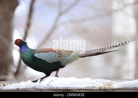 Le faisan vert (Phasianus versicolor), également connu sous le nom de faisan vert japonais, est un oiseau omnivore originaire de l'archipel japonais, au whi Banque D'Images