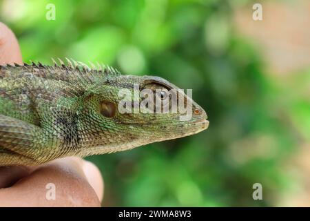 Gros plan de la tête de caméléon vert vif ouvrant la bouche isolée sur fond flou Banque D'Images